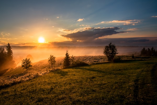 Golden Meadow Vista