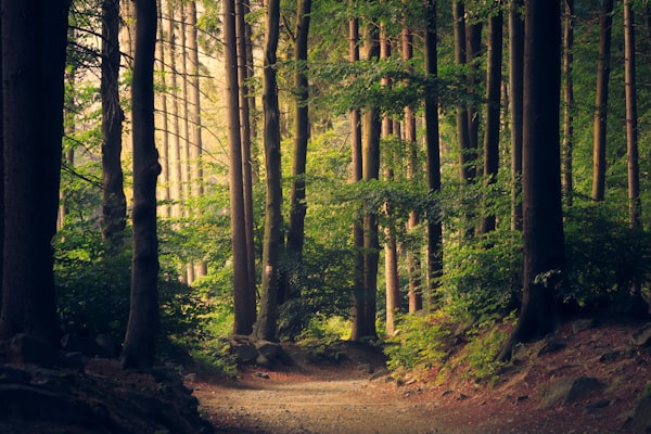 Whispering Pines Forest